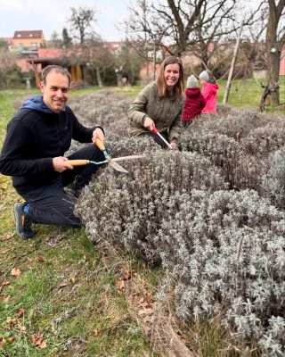 Jarní sestřih našeho voňavého políčka právě v procesu. ✂️ Nejvhodnější dobou pro řez keříků levandule je v březnu a dubnu....